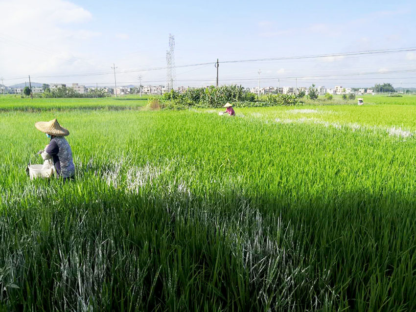 2020年广东肇庆市封开县耕地安全利用与严格管控技术服务项目